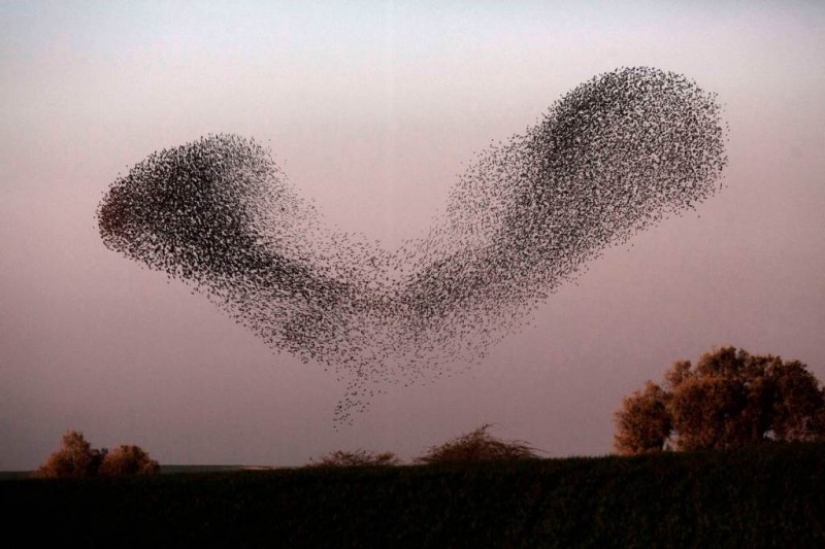 Incredible starling dance in Israel Incredible starling dance in Israel