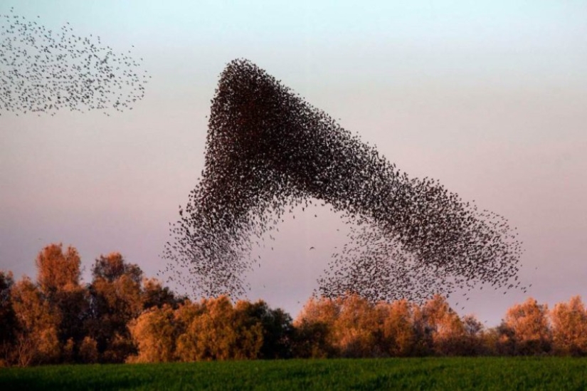 Incredible starling dance in Israel Incredible starling dance in Israel
