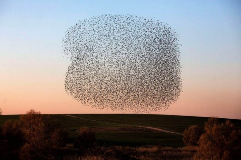 Incredible starling dance in Israel Incredible starling dance in Israel