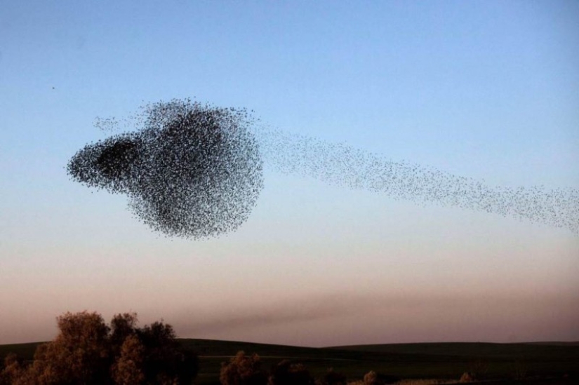 Incredible starling dance in Israel Incredible starling dance in Israel