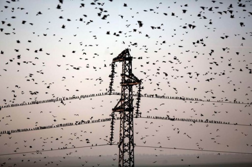 Incredible starling dance in Israel Incredible starling dance in Israel