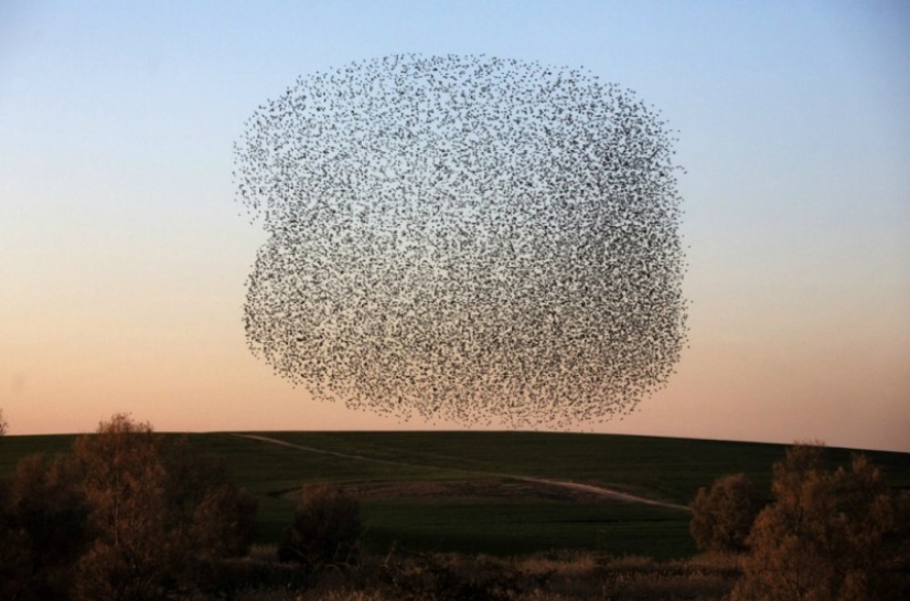 Incredible starling dance in Israel Incredible starling dance in Israel