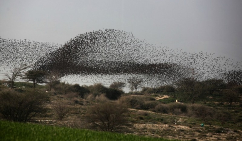 Incredible starling dance in Israel Incredible starling dance in Israel
