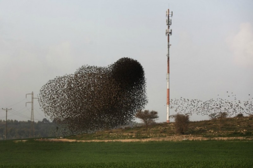 Incredible starling dance in Israel Incredible starling dance in Israel