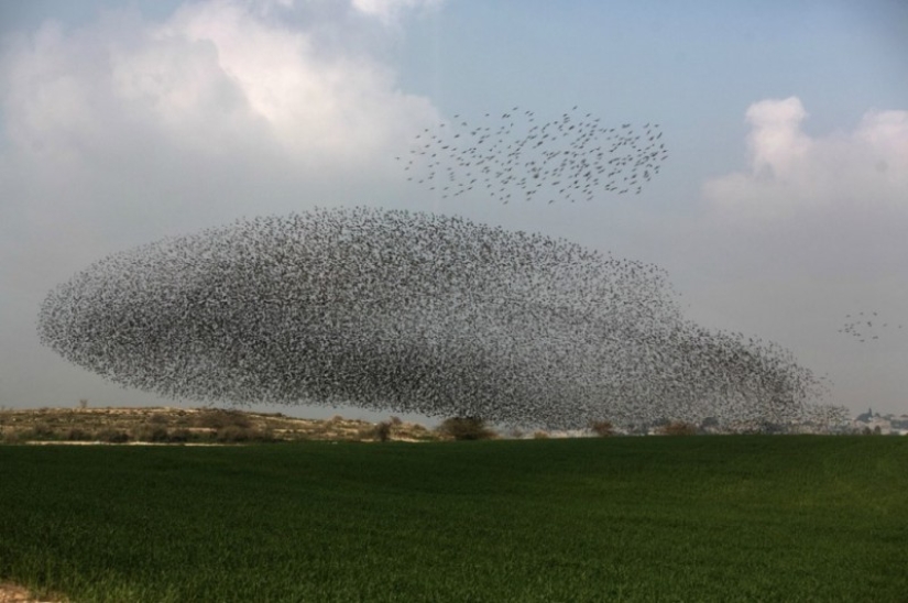 Incredible starling dance in Israel Incredible starling dance in Israel