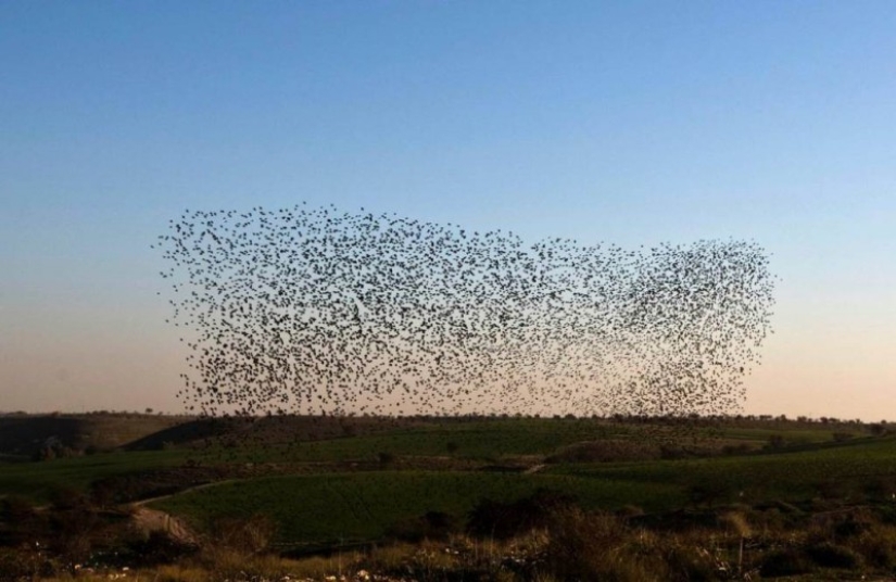 Incredible starling dance in Israel Incredible starling dance in Israel