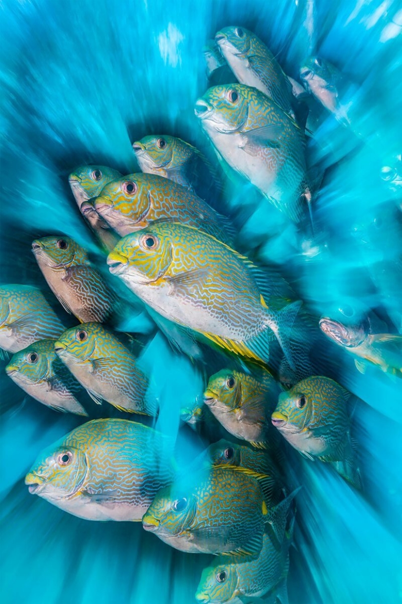 Inmersión total: las mejores fotos del mundo submarino 2020