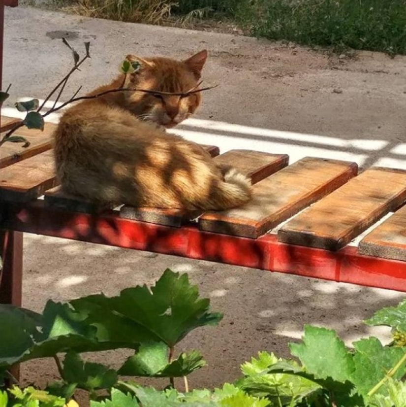 Instagram fue iniciado por una abuela turca, y 90 mil personas están observando su vida simple.