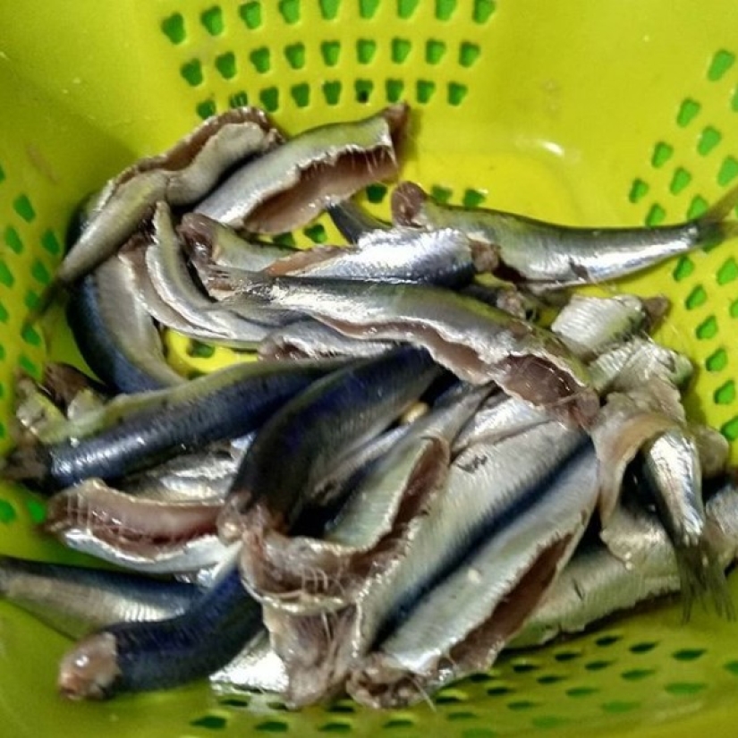 Instagram fue iniciado por una abuela turca, y 90 mil personas están observando su vida simple.