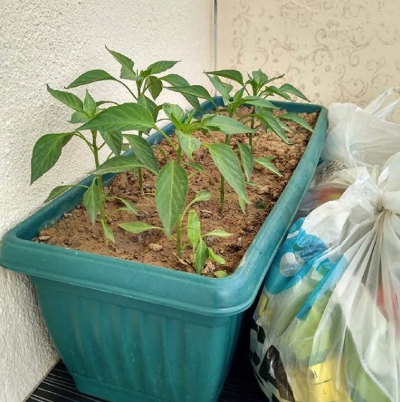 Instagram fue iniciado por una abuela turca, y 90 mil personas están observando su vida simple.