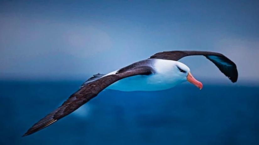 Interesting facts about the real Alice in Wonderland Interesting facts about the real Alice in Wonderland