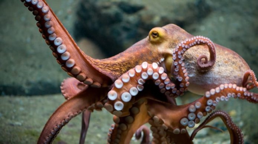 Interesting facts about Michael-Jackson Interesting facts about Michael-Jackson