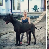 Is it a dog or a horse? The Great Dane Thunder is more than 2 meters tall and weighs 95 kilos