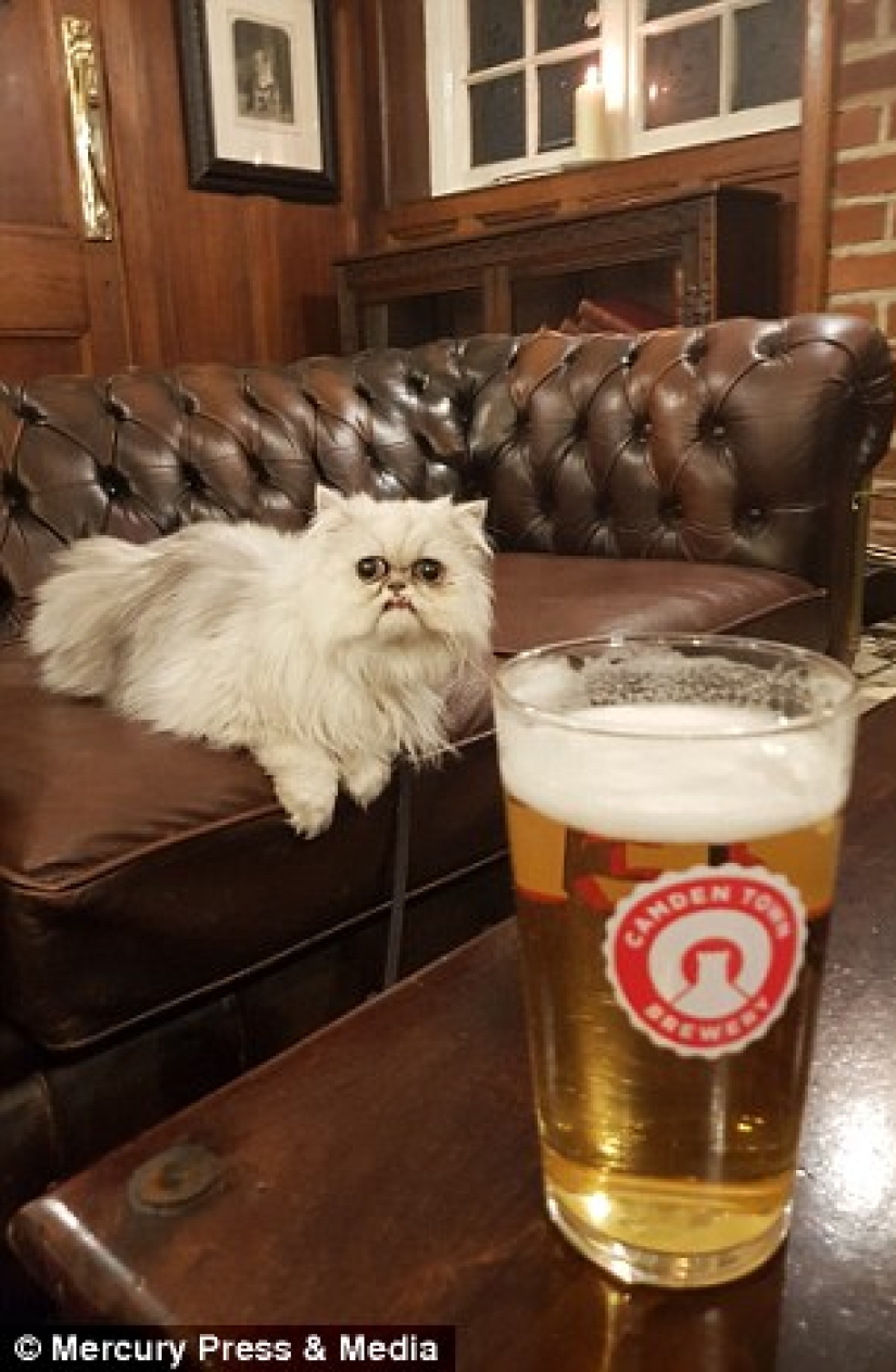 "Is it a stuffed animal or a live cat?": this muzzle may well become a new meme about despair