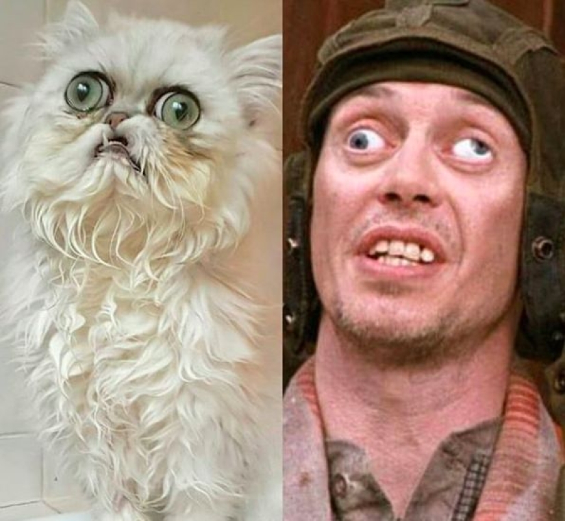 "Is it a stuffed animal or a live cat?": this muzzle may well become a new meme about despair