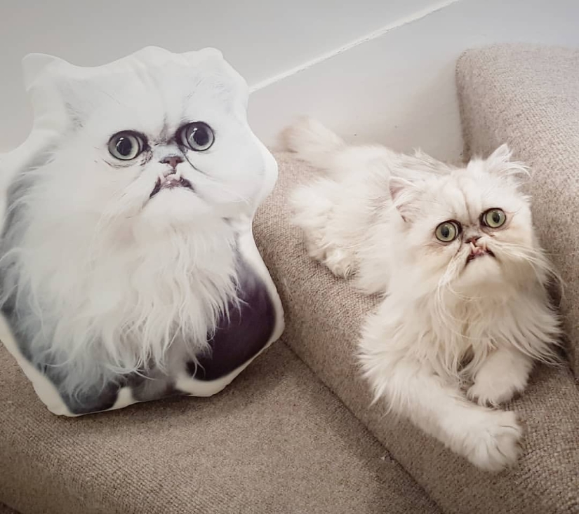 "Is it a stuffed animal or a live cat?": this muzzle may well become a new meme about despair