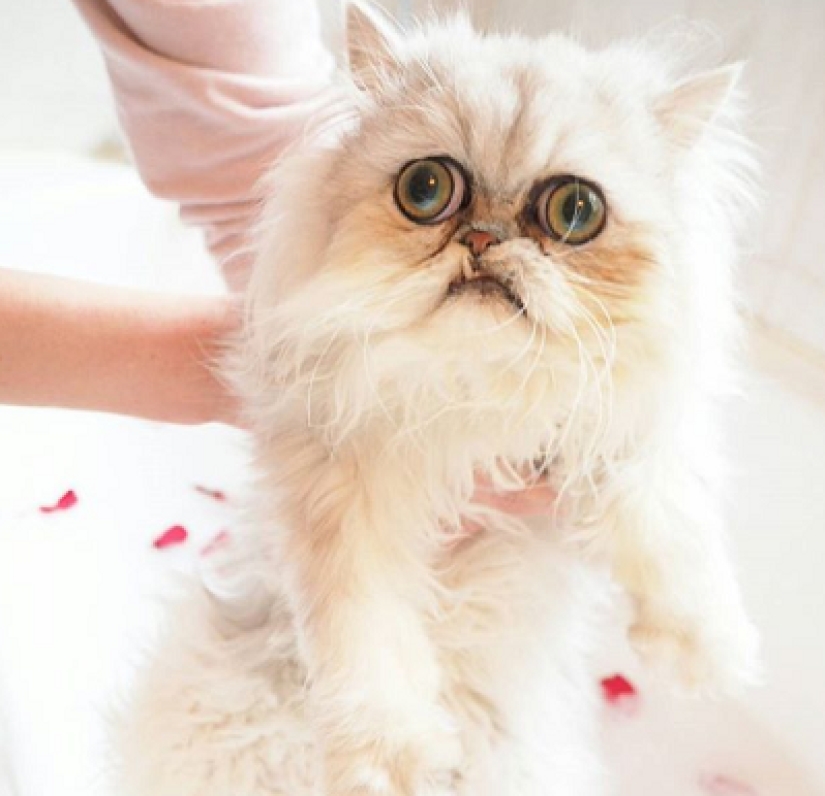 "Is it a stuffed animal or a live cat?": this muzzle may well become a new meme about despair