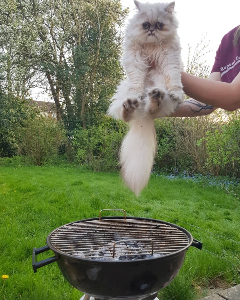 "Is it a stuffed animal or a live cat?": this muzzle may well become a new meme about despair