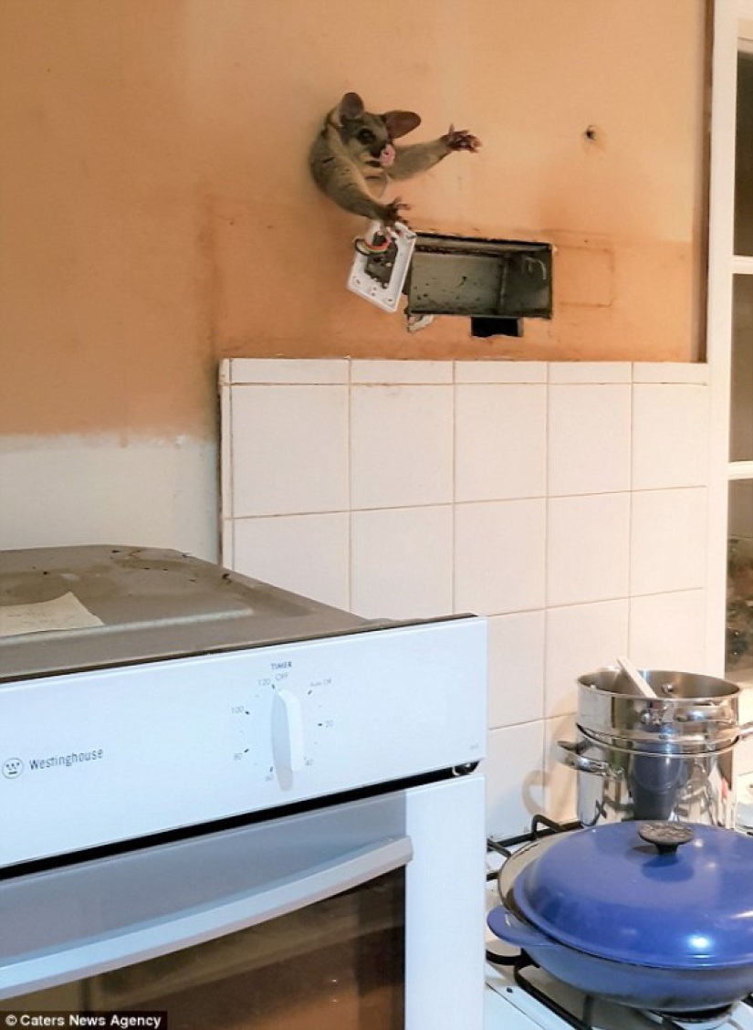 "It's because someone eats too much": possum tried to sneak into the kitchen for a treat, but got stuck halfway