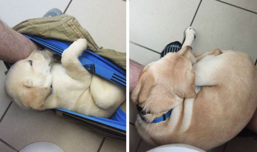 "It's time to buy bigger pants": a labrador puppy can't leave its owner even in the toilet
