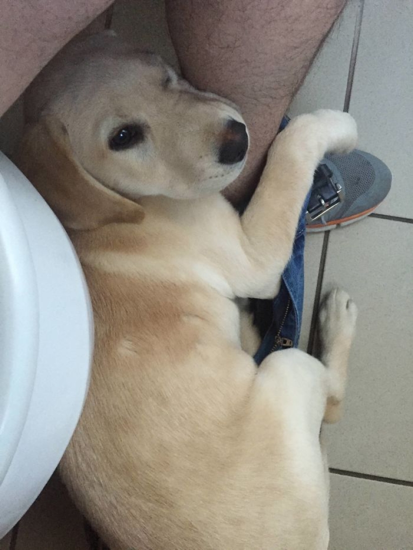 "It's time to buy bigger pants": a labrador puppy can't leave its owner even in the toilet