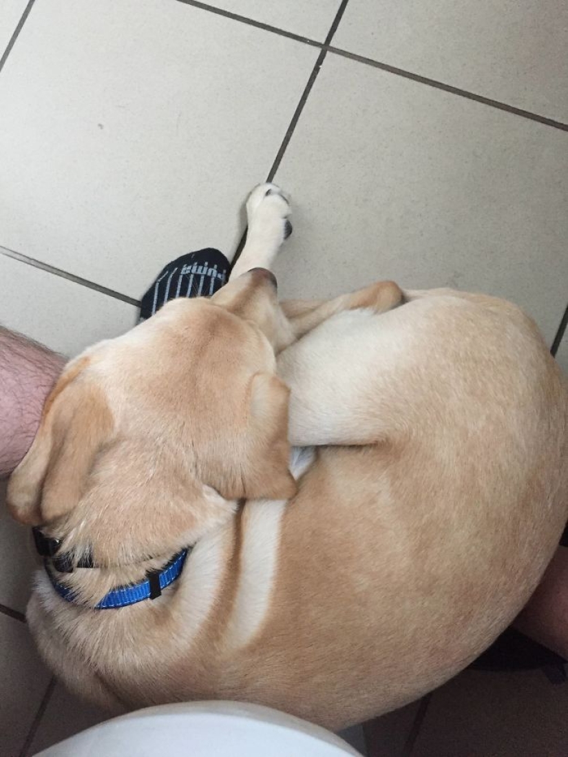 "It's time to buy bigger pants": a labrador puppy can't leave its owner even in the toilet