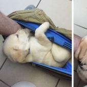 "It's time to buy bigger pants": a labrador puppy can't leave its owner even in the toilet
