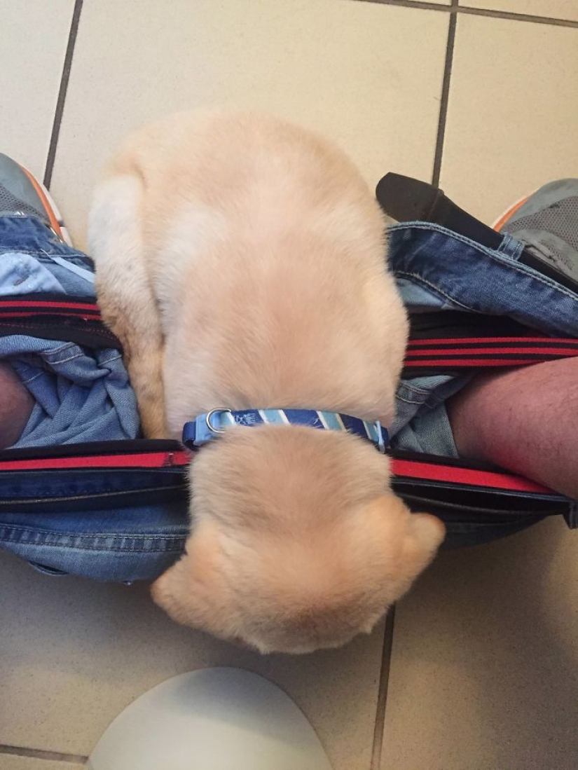 "It's time to buy bigger pants": a labrador puppy can't leave its owner even in the toilet
