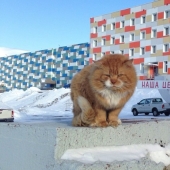 James el gato: por qué el único gato de Svalbard se esconde debajo de los documentos de otra persona