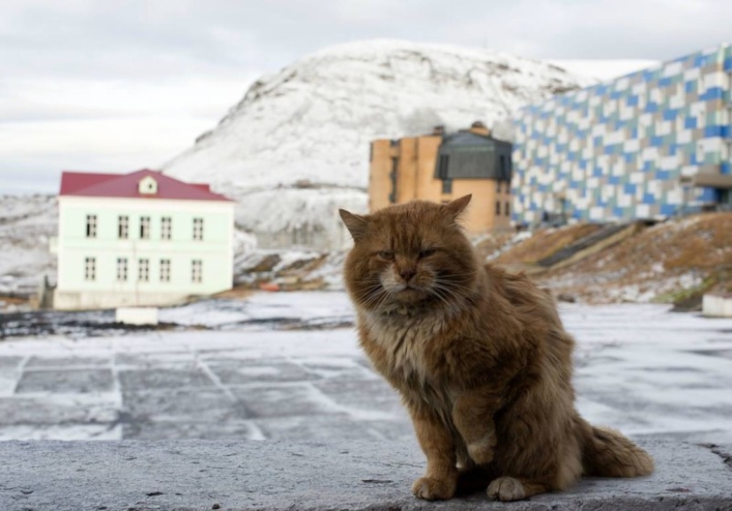 James the Cat: why Svalbard's only cat is hiding under someone else's documents James the Cat: why Svalbard's only cat is hiding under someone else's documents