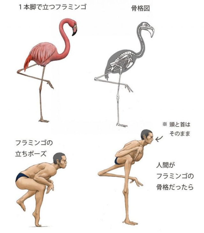 Japanese illustrator shows what people would look like if we had the bones of various animals Japanese illustrator shows what people would look like if we had the bones of various animals