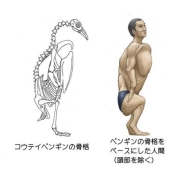 Japanese illustrator shows what people would look like if we had the bones of various animals