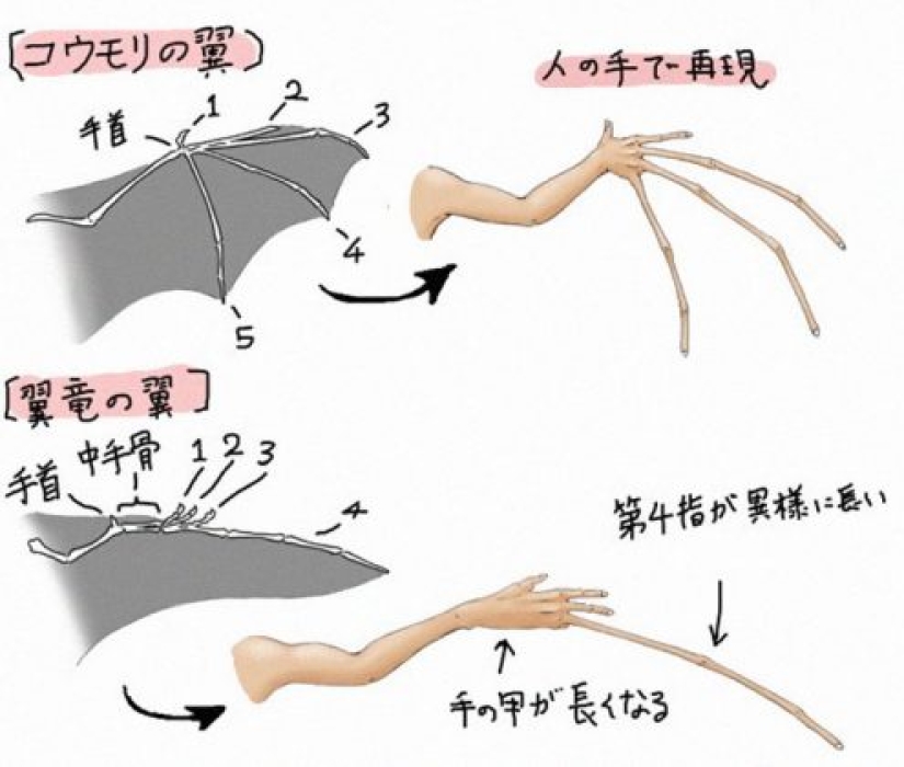Japanese illustrator shows what people would look like if we had the bones of various animals Japanese illustrator shows what people would look like if we had the bones of various animals