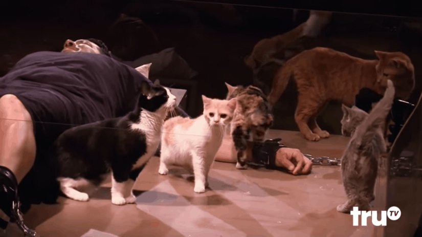 "Juicio por sellos": amigos le dieron a un hombre con ailurofobia la tortura más linda