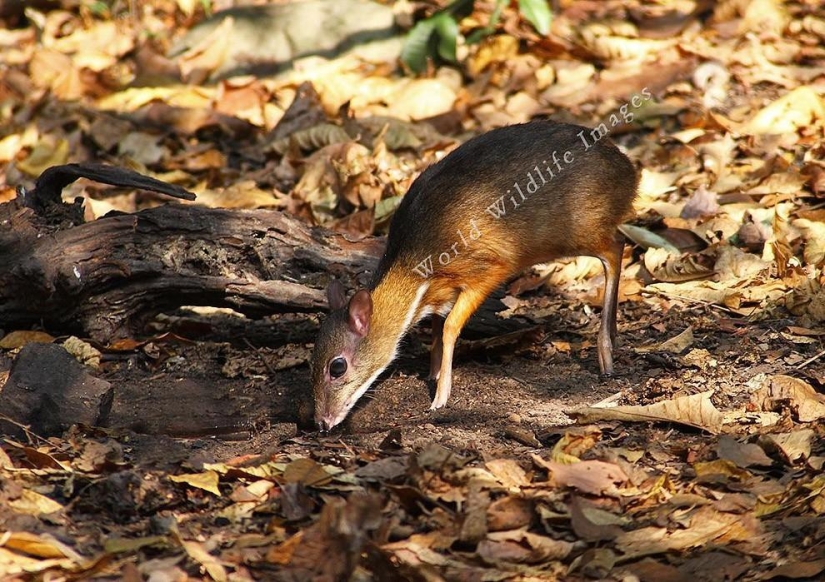 Kanchil es un increíble ciervo bebé de los trópicos Kanchil es un increíble ciervo bebé de los trópicos