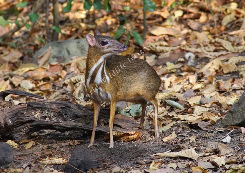 Kanchil es un increíble ciervo bebé de los trópicos Kanchil es un increíble ciervo bebé de los trópicos