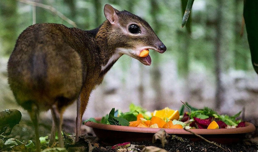 Kanchil is an amazing baby deer from the tropics Kanchil is an amazing baby deer from the tropics