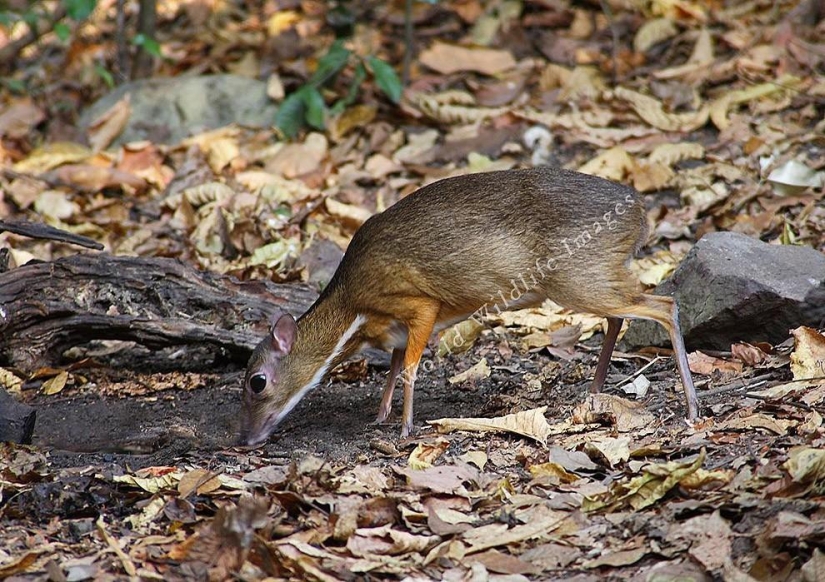 Kanchil is an amazing baby deer from the tropics Kanchil is an amazing baby deer from the tropics