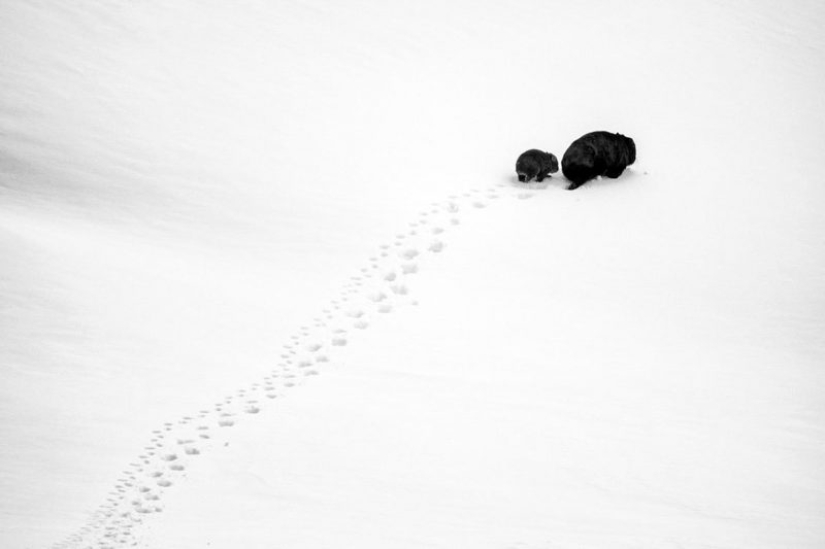 Kangaroos under the snow and other natural wonders of Australia in the photo contest Nature Photographer of the Year 2019