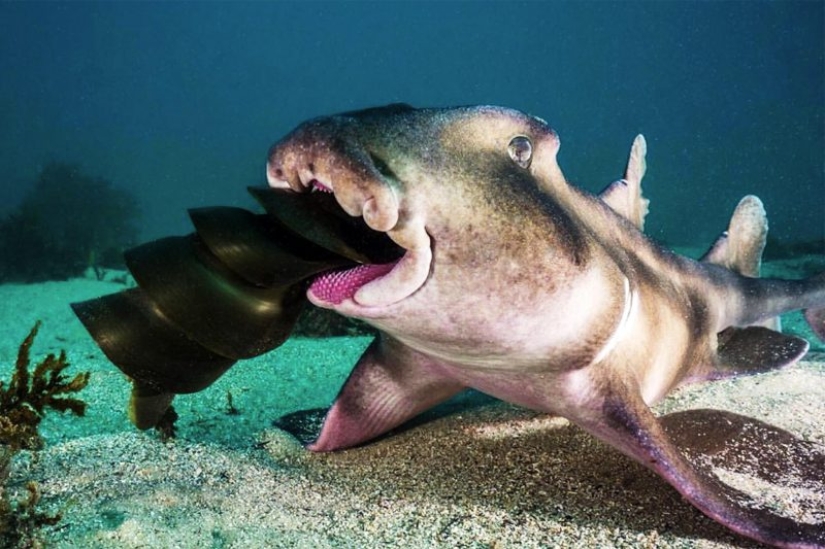 Kangaroos under the snow and other natural wonders of Australia in the photo contest Nature Photographer of the Year 2019
