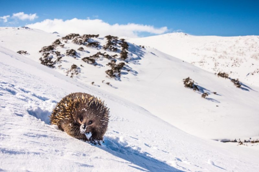 Kangaroos under the snow and other natural wonders of Australia in the photo contest Nature Photographer of the Year 2019