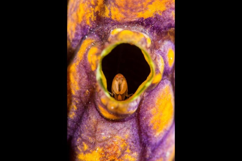 Kangaroos under the snow and other natural wonders of Australia in the photo contest Nature Photographer of the Year 2019