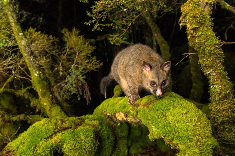 Kangaroos under the snow and other natural wonders of Australia in the photo contest Nature Photographer of the Year 2019