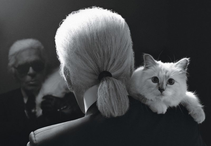 Karl Lagerfeld's cat earned 3 million euros in a year