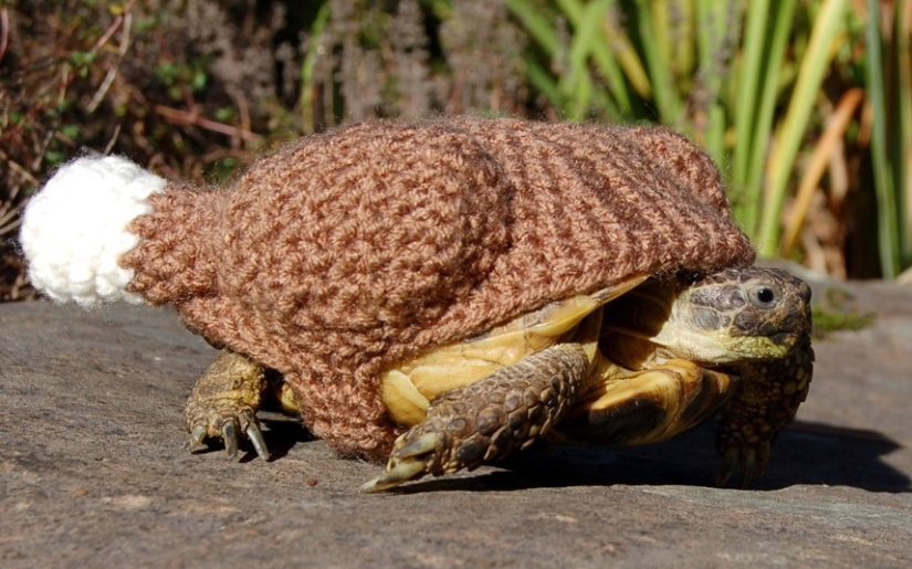 Kathy Bradley knits unusual costumes for turtles