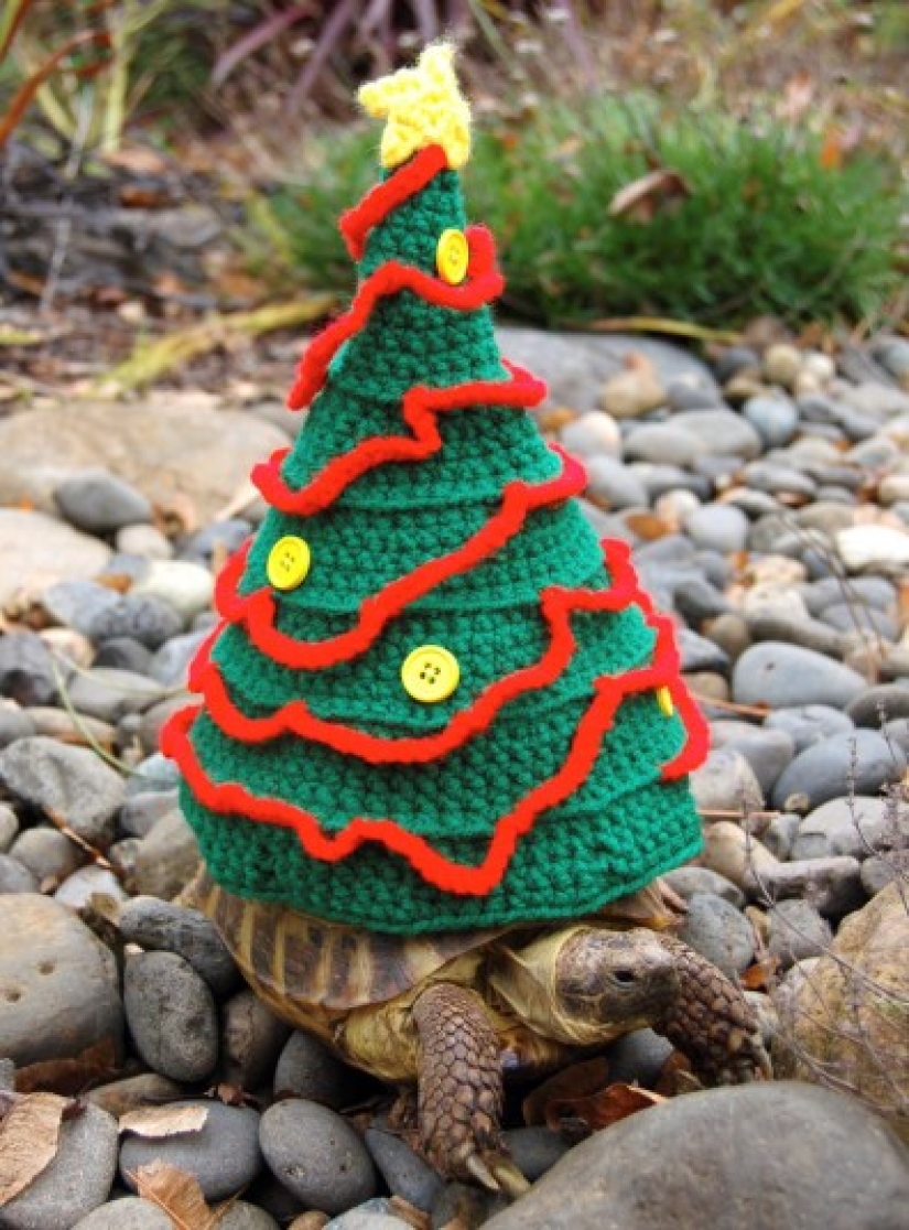 Kathy Bradley knits unusual costumes for turtles