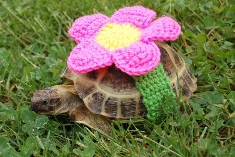 Kathy Bradley knits unusual costumes for turtles