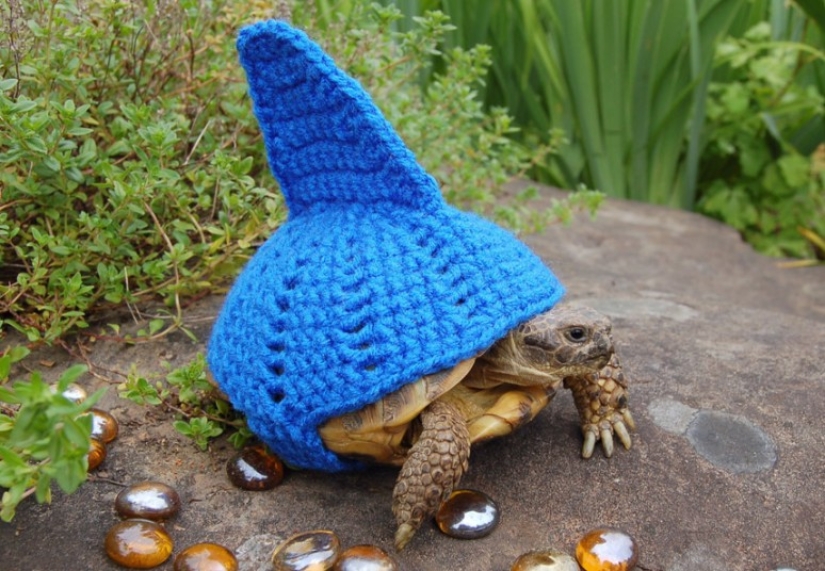 Kathy Bradley knits unusual costumes for turtles