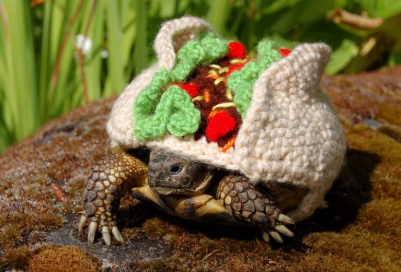 Kathy Bradley knits unusual costumes for turtles