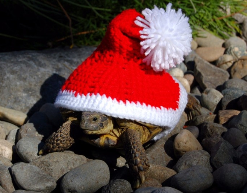 Kathy Bradley knits unusual costumes for turtles